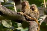 Самые маленькие среди обезьянок в мире. ФОТО