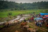 Гонки на быках в Индонезии. ФОТО