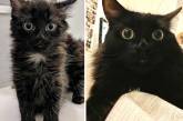 Котики на снимках до и после того, как они обрели тёплый дом. ФОТО