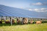 Соседство овец и солнечных электростанций. ФОТО