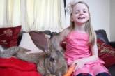 25-килограммовый кролик попал в Книгу рекордов Гиннеса