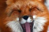 Животные зевают очень заразительно. ФОТО