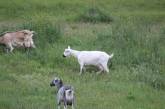 Даже козы в масках: в Днепре на лугу заметили необычное стадо. ФОТО