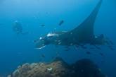 Самые крупные и загадочные обитатели морских глубин. ФОТО