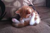 25 забавных кошачьих поз для сна