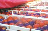 Заблудились: белорусские водители случайно завезли 20 тонн испанских апельсинов в Россию под видом торфа
