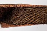 «Бились об стену»: Американец около года терпел соседство пчёл в своём доме