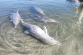 Мистик — дельфин-кладоискатель из Австралии. ФОТО