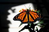 Рождение бабочки монарха в объективе. ФОТО