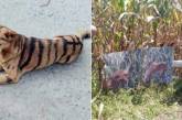 Фермер превратил собаку в «тигра», чтобы отпугивать вредителей. ФОТО