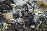 Почему антилопы устраивают каждый год давку на переправе? ФОТО
