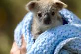 В австралийском зоопарке родилась первая коала после пожаров. ВИДЕО