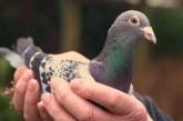 В полиции Индии поймали голубя и рассказали, что у него на лапе есть кольцо с «секретным кодом»
