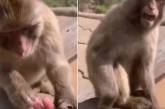 В Китае шутка туристки вывела из себя обезьяну. ВИДЕО