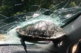 В США черепаха на большой скорости врезалась в стекло ехавшей машины. ВИДЕО