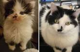 Подобранные на улице коты на снимках: до и после. ФОТО