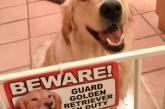 Забавные пёсики и таблички «Осторожно, злая собака!»