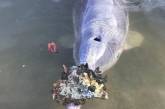 Дельфин приносит к берегу подарки для туристов. ФОТО