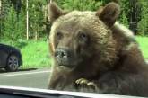 Медведь-гризли забрался в багажник авто. ВИДЕО