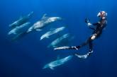 Девушка плавает с дельфинами, китами, акулами и скатами. ФОТО