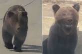 Медведь напал на туристов в автомобиле. ВИДЕО