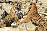 Две тигрицы устроили схватку из-за источника воды. ФОТО