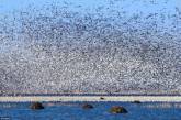 Как выглядит миллион птиц. ФОТО