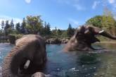 Слоны устроили «карантинную» вечеринку в бассейне зоопарка. ВИДЕО