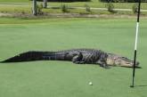 Незваный гость: житель Флориды обнаружил трехметрового аллигатора в своем басейне. ФОТО