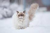 Забавная реакция животных, которые впервые увидели снег. ФОТО