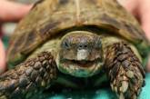 Черепаха сбежала от хозяйки, но была найдена через полгода в 300 метрах от дома