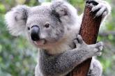 Австралийские учёные выяснили, зачем коалы обнимаются с деревьями