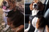 Располневшие собаки на снимках до и после того, как они похудели. ФОТО