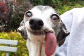 Смешной пес с торчащим языком в фотожабах. ФОТО