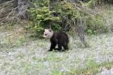 В Канаде замечен медвежонок гризли с белой головой. ФОТО