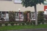 В Ужгороде по улице прогуливался голый мужчина. ВИДЕО