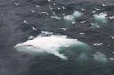 Единственный в мире белый горбатый кит замечен у побережья Австралии
