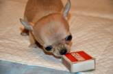Чихуахуа Туди: самый маленький пес Европы. ФОТО