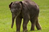 Слоны оказались единственными "полноприводными" животными в мире 