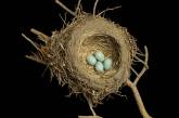 Птичьи гнезда как шедевры природной архитектуры. ФОТО