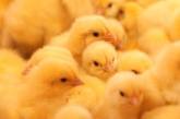 Ученые объяснили возникновение эпидемий птичьего гриппа