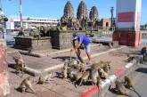Агрессивные макаки терроризируют жителей тайского города. ФОТО