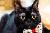 «Бровастый» кот из США стал звездой Сети. ФОТО