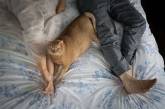 15-килограммовый рыжий кот затмил молодоженов. ФОТО