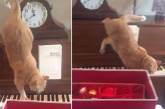 Кот на пианино исполнил «кошачий вальс». ВИДЕО