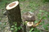 В Киеве запретили рубить деревья в течение 5 лет