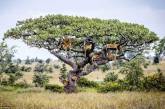 Львы прячутся на дереве. ФОТО