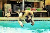 Животные любят отдых у бассейна. ФОТО