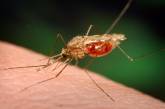 Возбудитель малярии сделает запах человека привлекательным для комаров