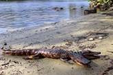 Во Флориде появился двухголовый аллигатор